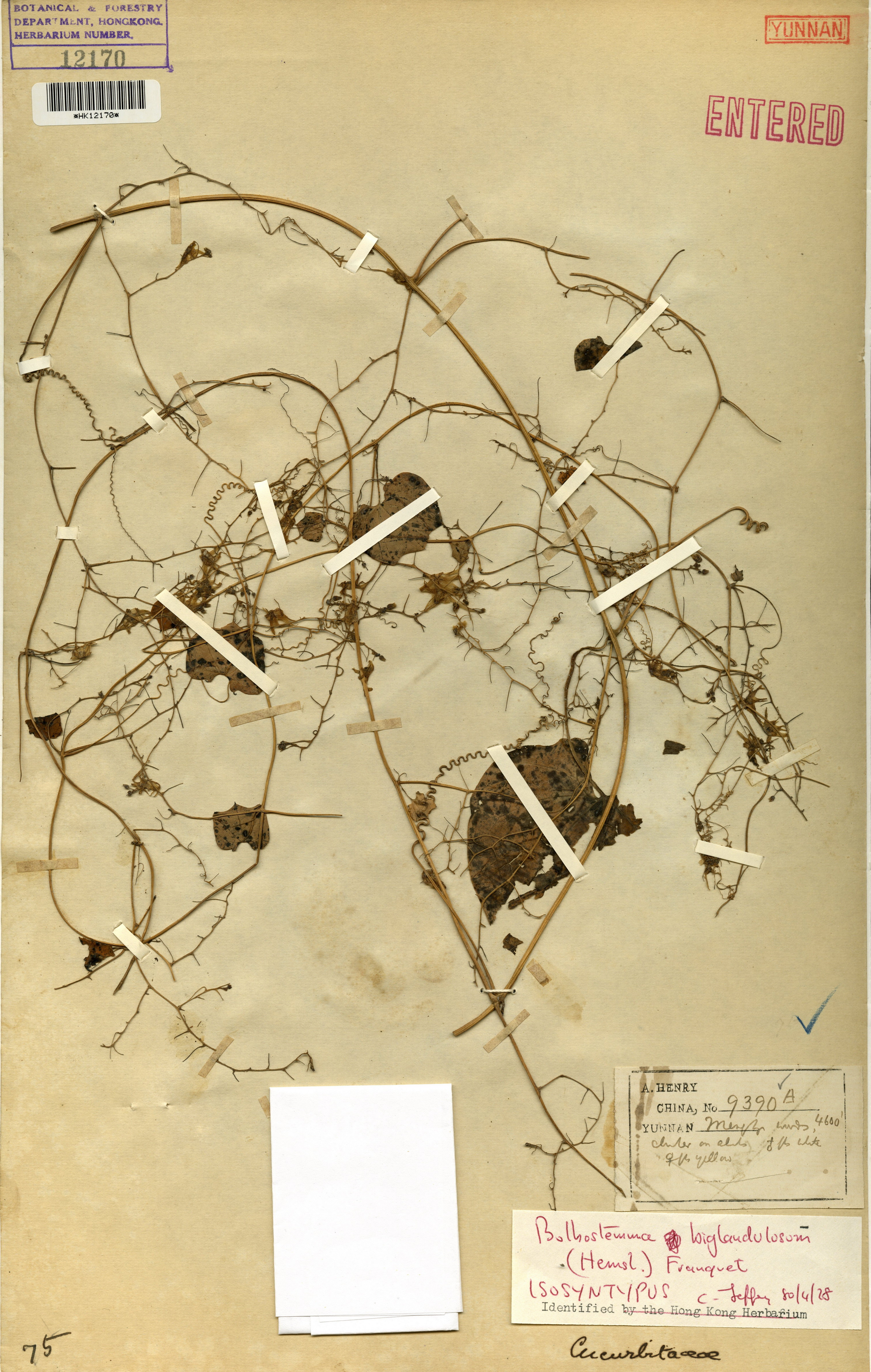  Bolbostemma biglandulosum (Hemsl.) Franquet